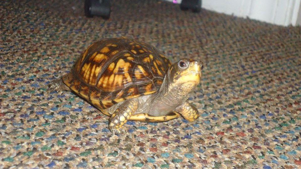 A small turtle walking along the floor.