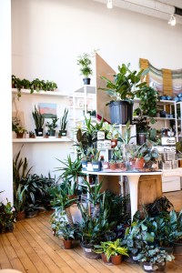 plants in shop